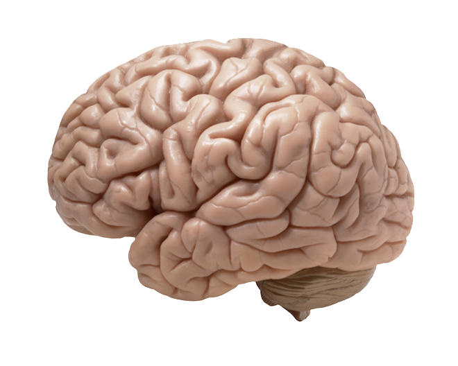 a brain